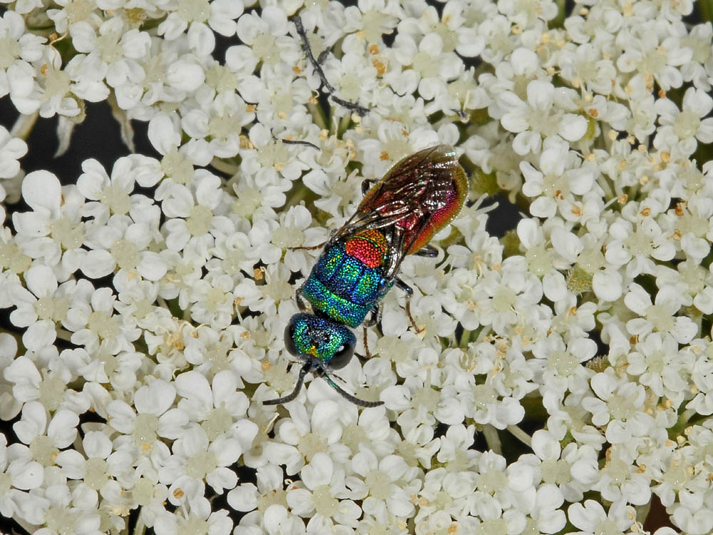 Chrysididae: Chrysis scutellaris